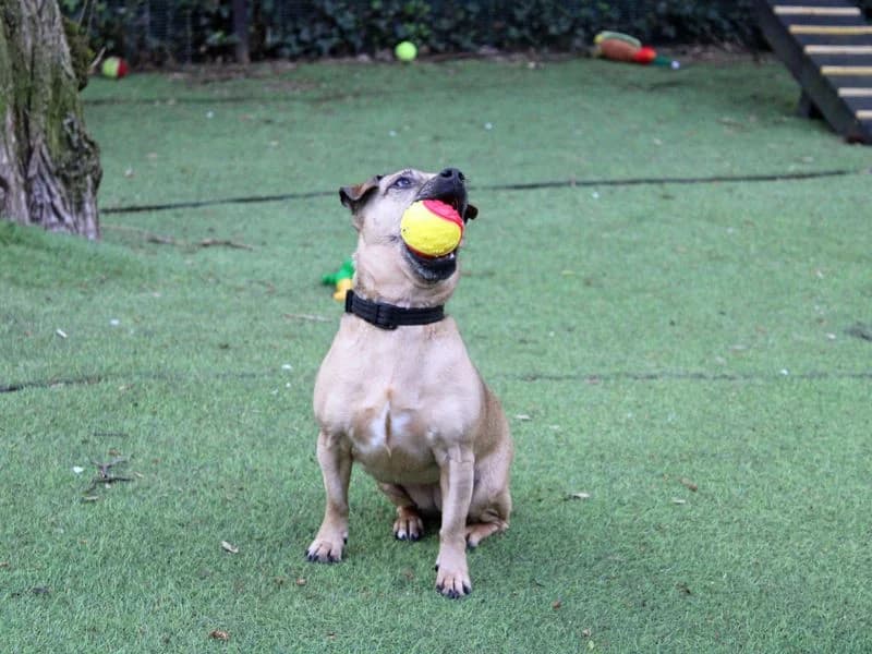Bella, female 6yo Jack Russell Terrier for adoption at Dogs Trust Merseyside, Liverpool