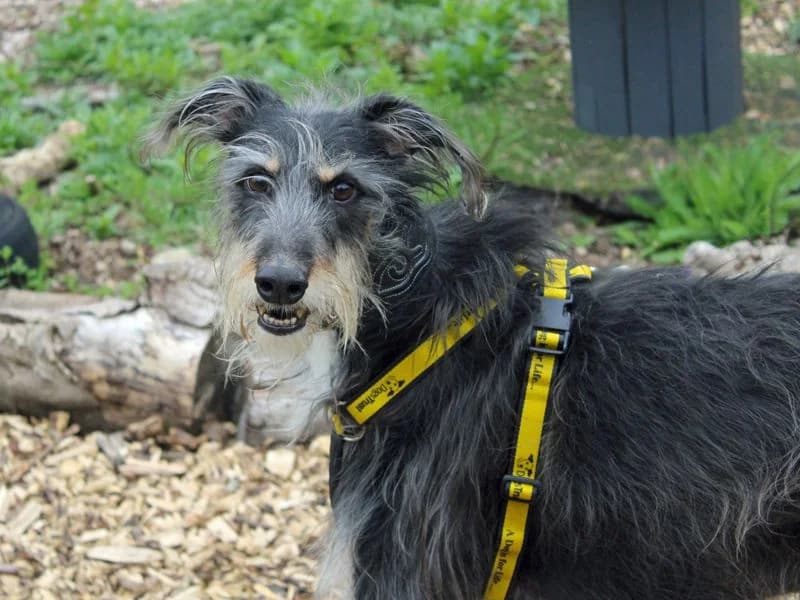 Otis, male senior mixed breed for adoption at Dogs Trust Merseyside, Liverpool