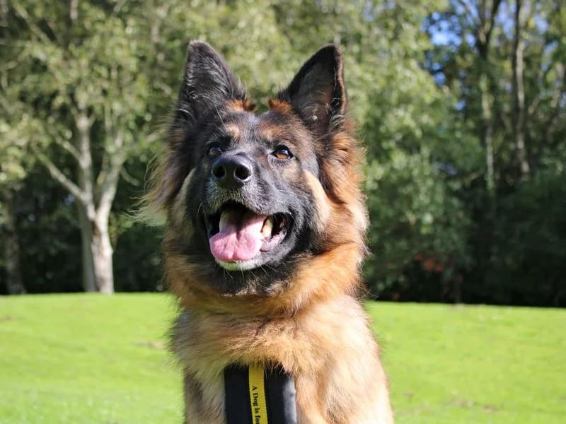 Izzy, female 3yo mixed breed for adoption at Dogs Trust Merseyside, Liverpool