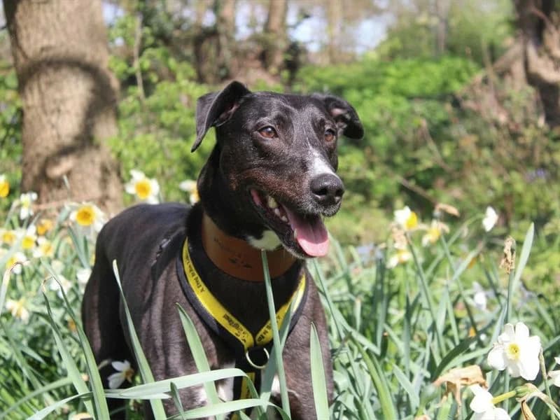 Angus, male 7yo mixed breed for adoption at Dogs Trust Merseyside, Liverpool