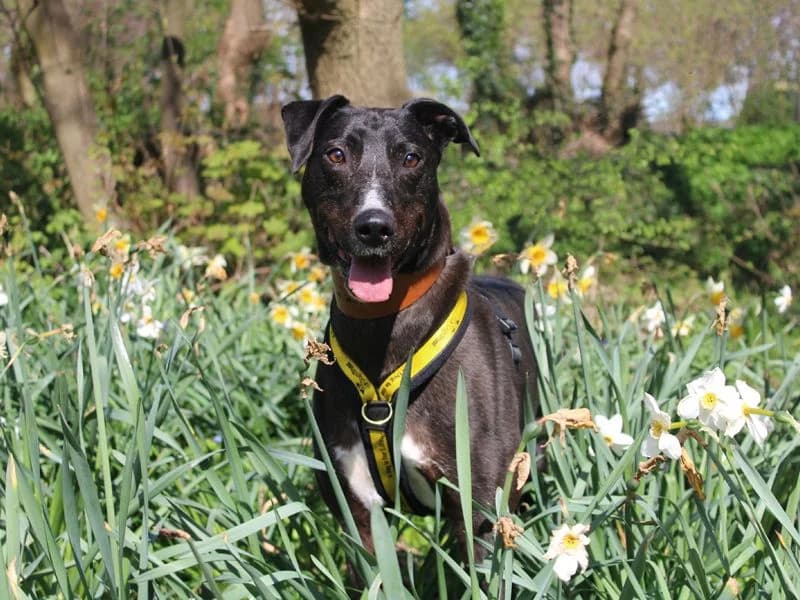 Angus, male 7yo mixed breed for adoption at Dogs Trust Merseyside, Liverpool