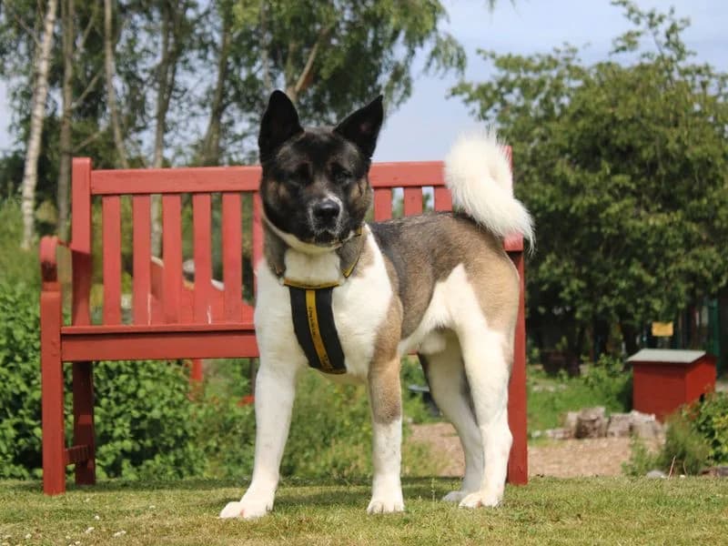 Yoshi, male young Akita for adoption at Dogs Trust Merseyside, Liverpool