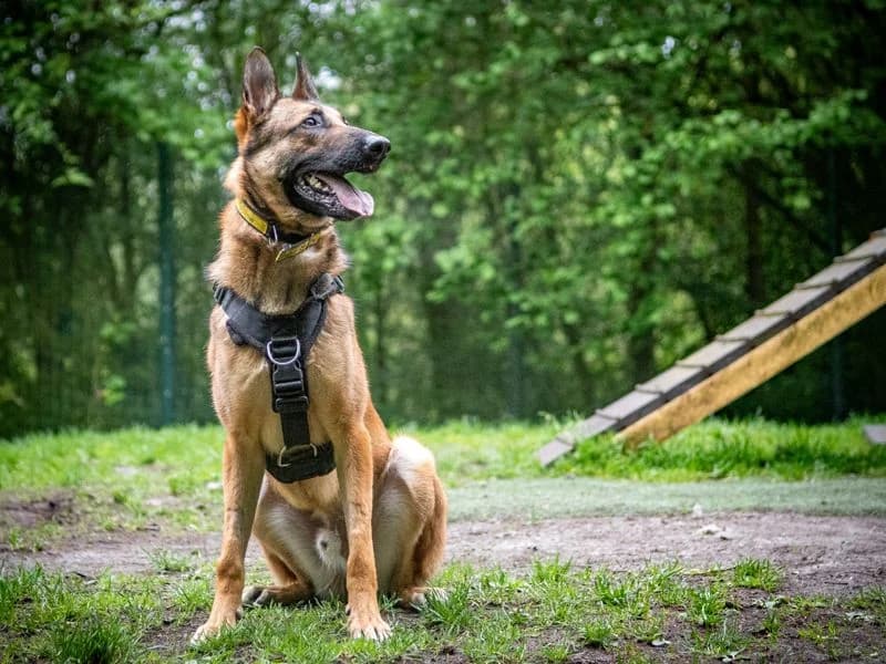 Walter, male 3yo Belgian Malinois for adoption at Dogs Trust Merseyside, Liverpool