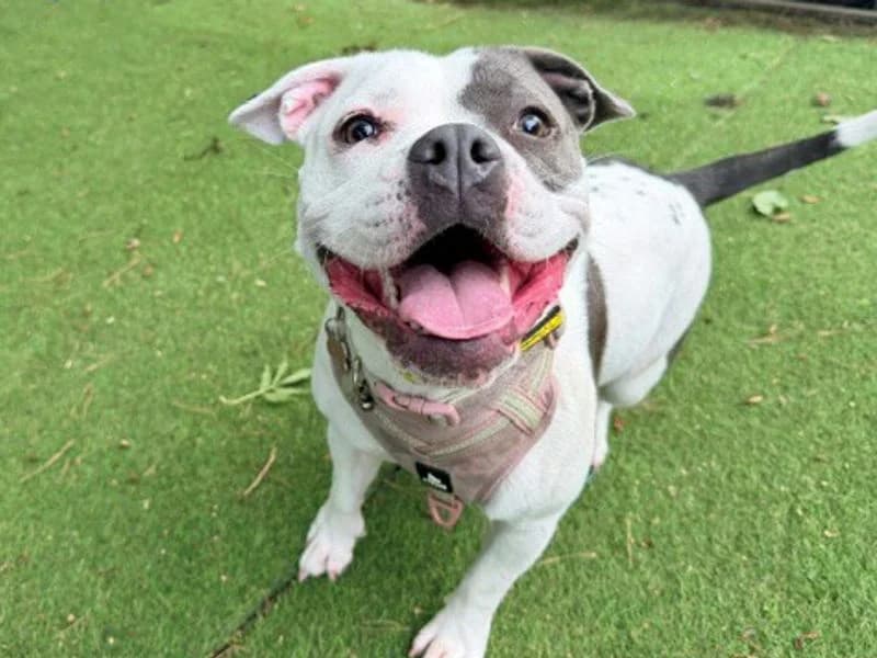 Mabel, female young English Bulldog for adoption at Dogs Trust Merseyside, Liverpool