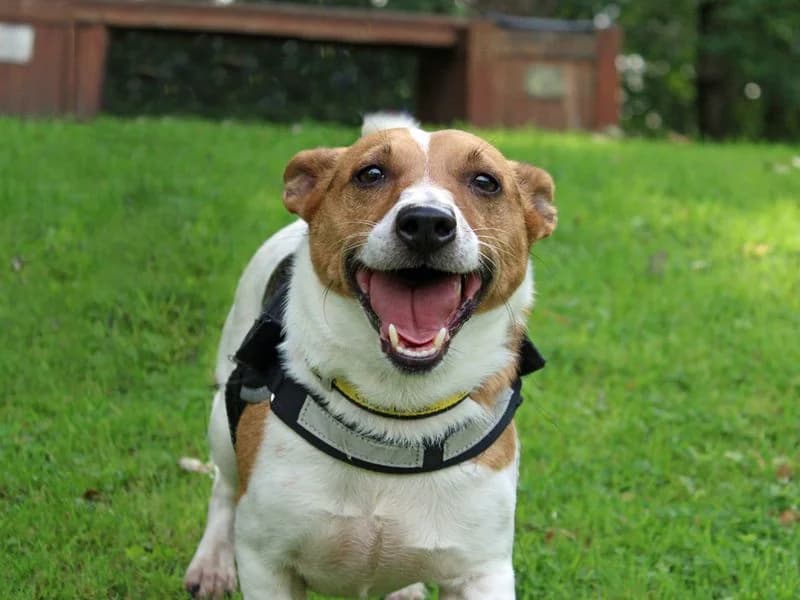 Albert, male 6yo Jack Russell Terrier for adoption at Dogs Trust Merseyside, Liverpool
