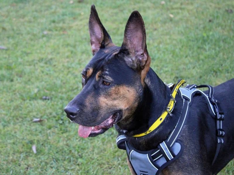 Scout, female young Mixed Breed for adoption at Dogs Trust Merseyside, Liverpool