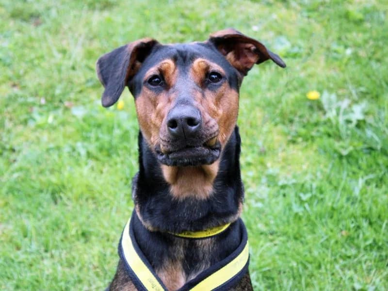 Sasha, female young mixed breed for adoption at Dogs Trust Merseyside, Liverpool