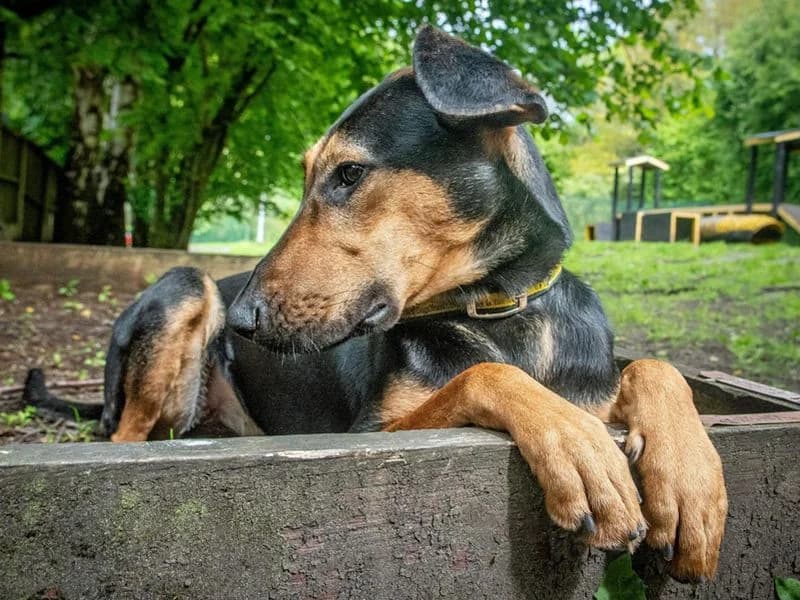 Lizzie, female young mixed breed for adoption at Dogs Trust Merseyside, Liverpool