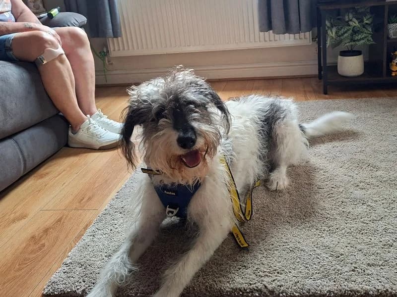 Charity, female 5yo Mixed Breed for adoption at Dogs Trust Merseyside, Liverpool