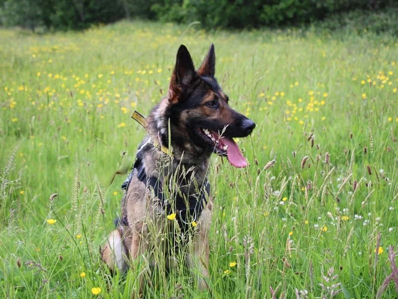 Riley, female 6yo mixed breed for adoption at Dogs Trust Merseyside, Liverpool