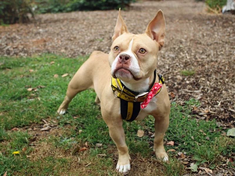 Bonny, female young mixed breed for adoption at Dogs Trust Merseyside, Liverpool