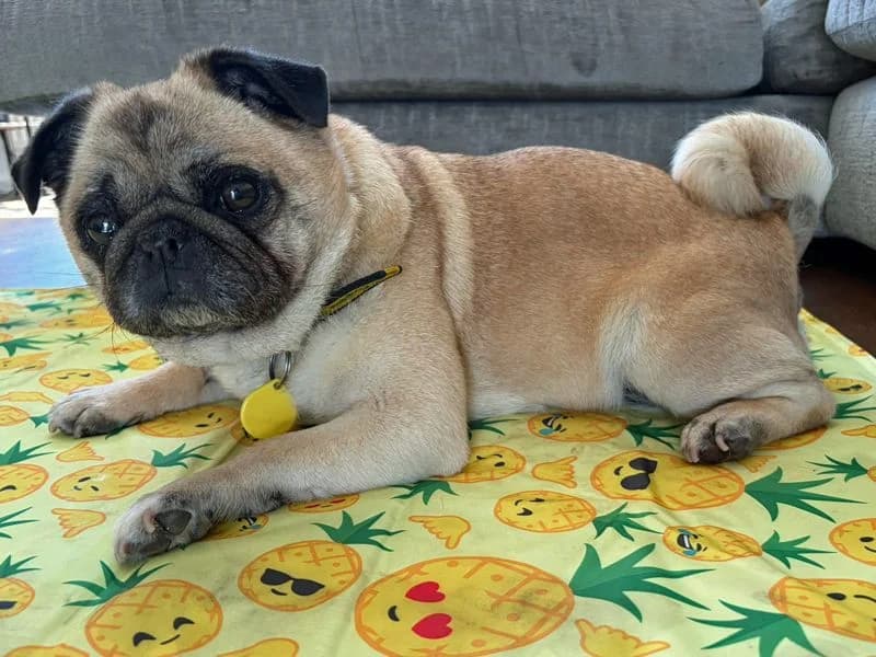 Bella, female 7yo Pug for adoption at Dogs Trust Merseyside, Liverpool