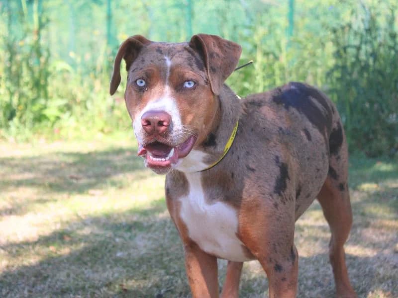 Brianna, female puppy English Bulldog for adoption at Dogs Trust Merseyside, Liverpool
