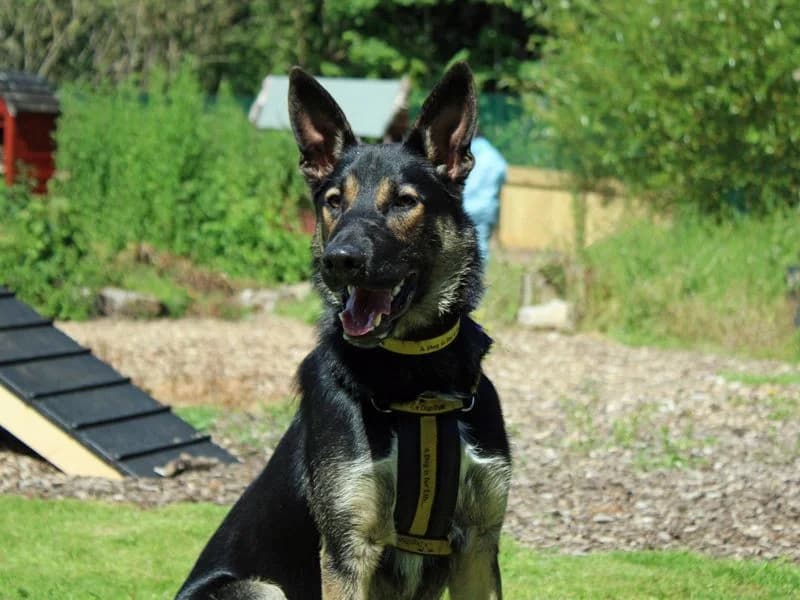Billy, male puppy mixed breed for adoption at Dogs Trust Merseyside, Liverpool