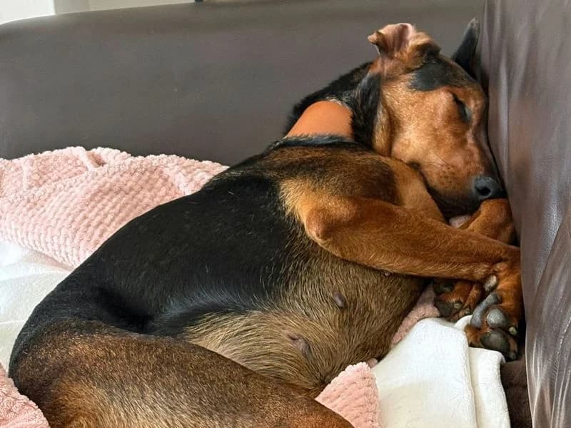Kim, female young Doberman for adoption at Dogs Trust Merseyside, Liverpool