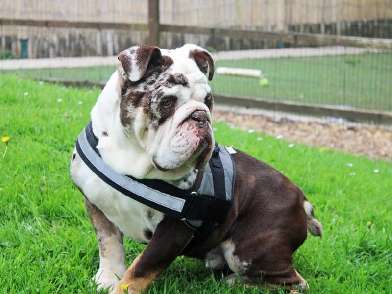Snoopy, male 6yo English Bulldog for adoption at Dogs Trust Merseyside, Liverpool