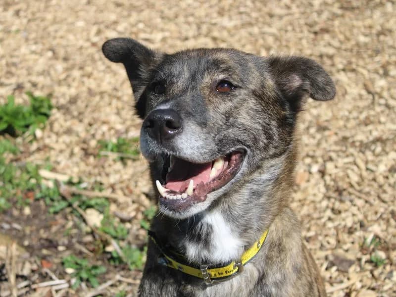 Everest, female 7yo Lurcher for adoption at Dogs Trust Merseyside, Liverpool