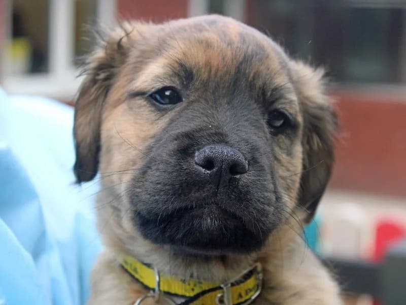 Colt, male puppy mixed breed for adoption at Dogs Trust Merseyside, Liverpool