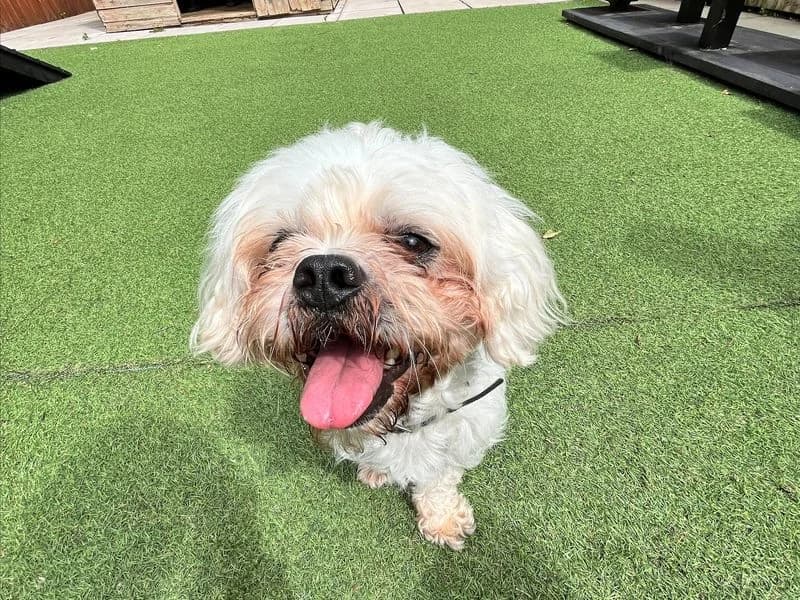 Chance, male 5yo Shih Tzu for adoption at Dogs Trust Merseyside, Liverpool