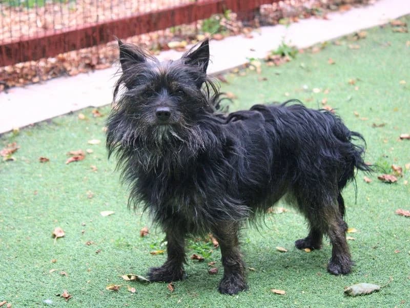 Toby, male 3yo Cairn Terrier for adoption at Dogs Trust Merseyside, Liverpool