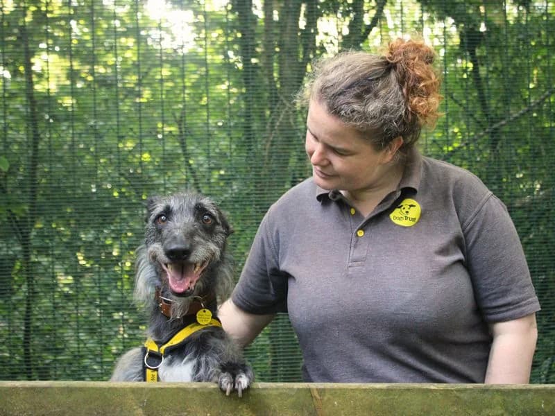 Ollie, male 7yo mixed breed for adoption at Dogs Trust Merseyside, Liverpool