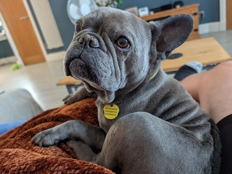 Nina, female senior English Bulldog for adoption at Dogs Trust Merseyside, Liverpool