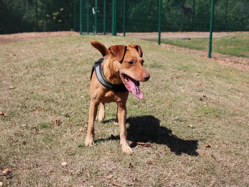 Nellie, female 4yo mixed breed for adoption at Dogs Trust Merseyside, Liverpool