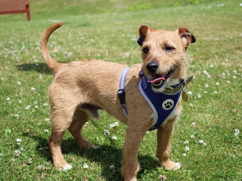 Jack, male 7yo mixed breed for adoption at Dogs Trust Merseyside, Liverpool
