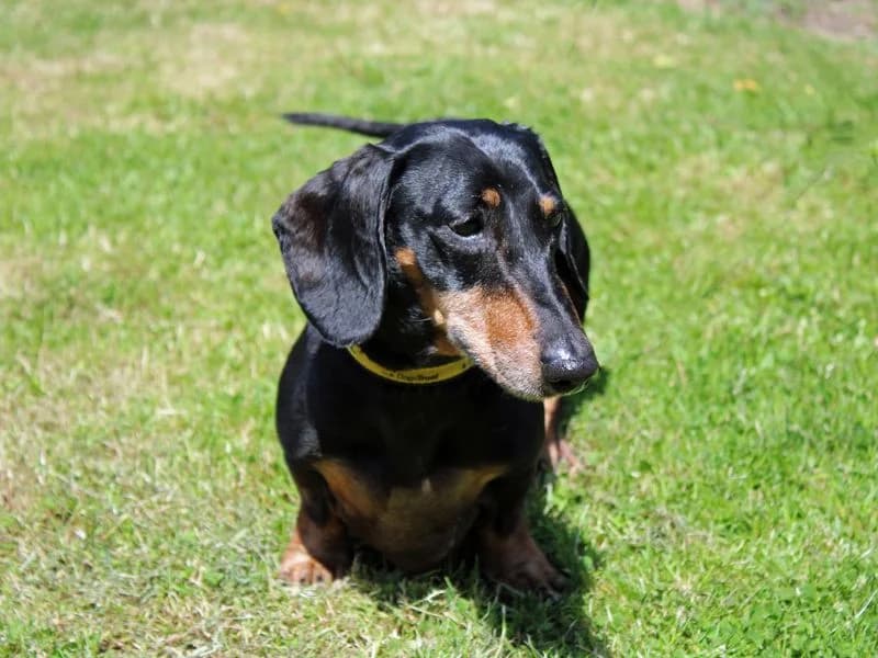 Ralph, male senior mixed breed for adoption at Dogs Trust Merseyside, Liverpool