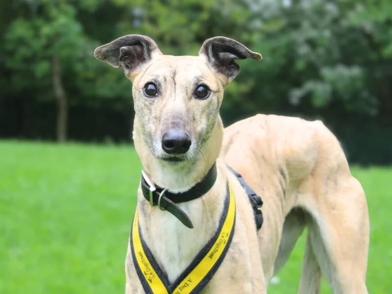 Anna, female 4yo Greyhound for adoption at Dogs Trust Merseyside, Liverpool