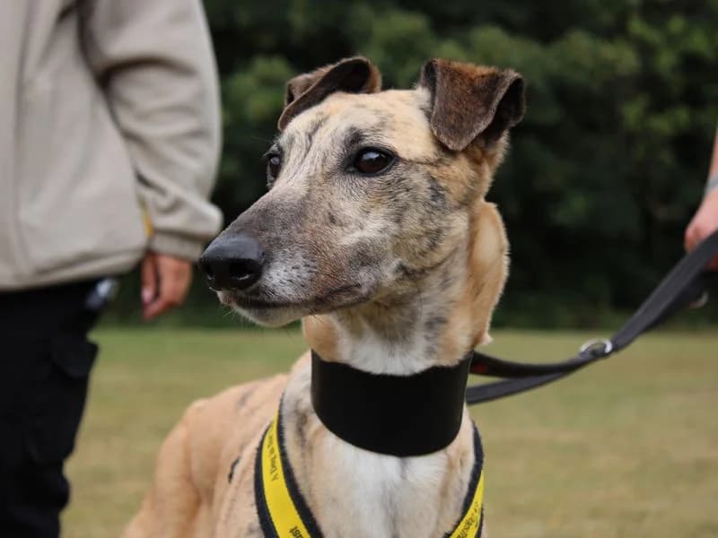 Anna, female 4yo Greyhound for adoption at Dogs Trust Merseyside, Liverpool