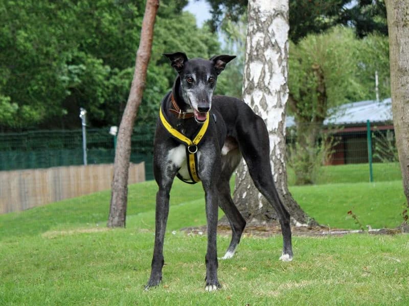 Bailey, male 5yo Greyhound for adoption at Dogs Trust Merseyside, Liverpool