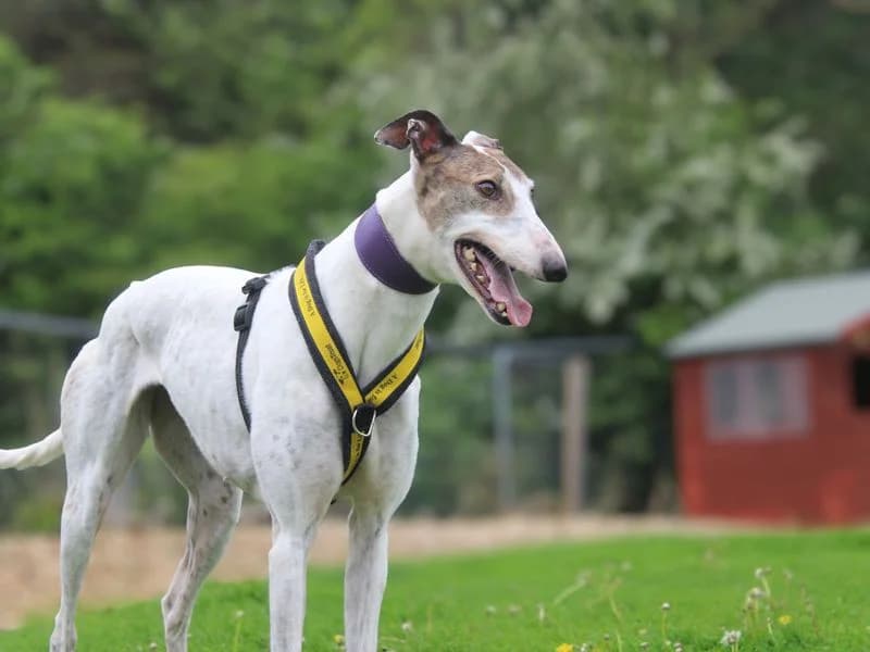 Nina, female 4yo Greyhound for adoption at Dogs Trust Merseyside, Liverpool
