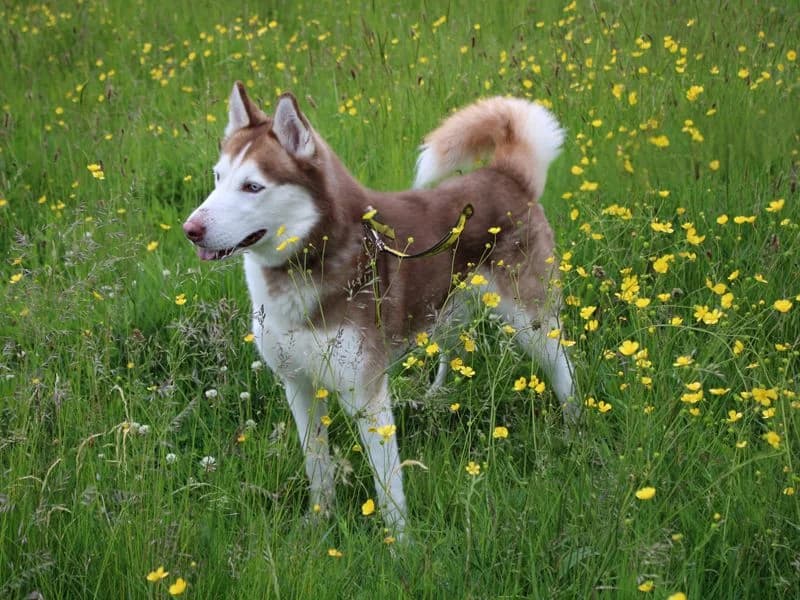 Kylo, male young Husky for adoption at Dogs Trust Merseyside, Liverpool