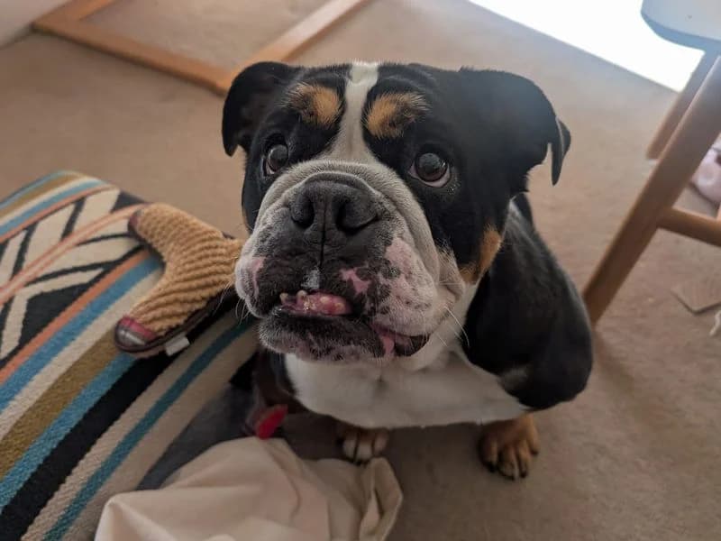 Hetty, female senior English Bulldog for adoption at Dogs Trust Merseyside, Liverpool