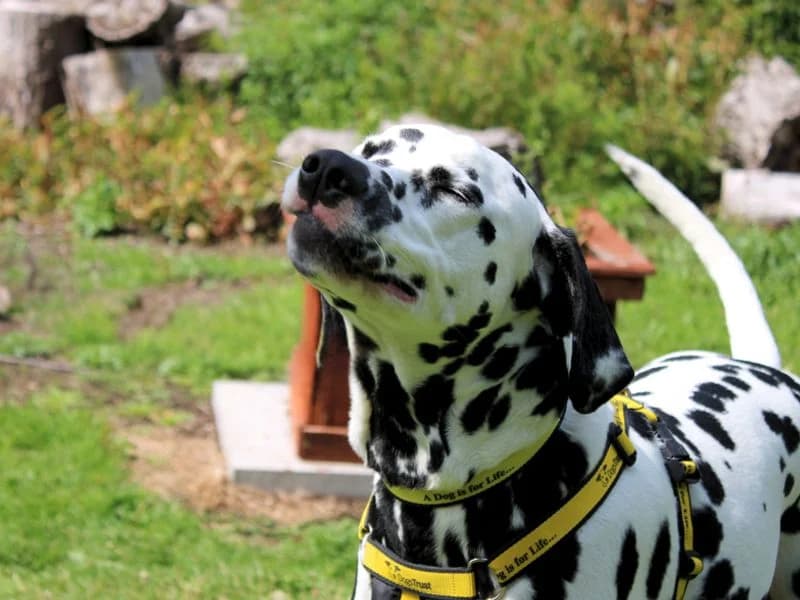 Bruno, male 5yo Dalmatian for adoption at Dogs Trust Merseyside, Liverpool