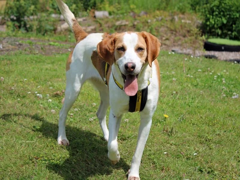 Cally, female 4yo Beagle for adoption at Dogs Trust Merseyside, Liverpool