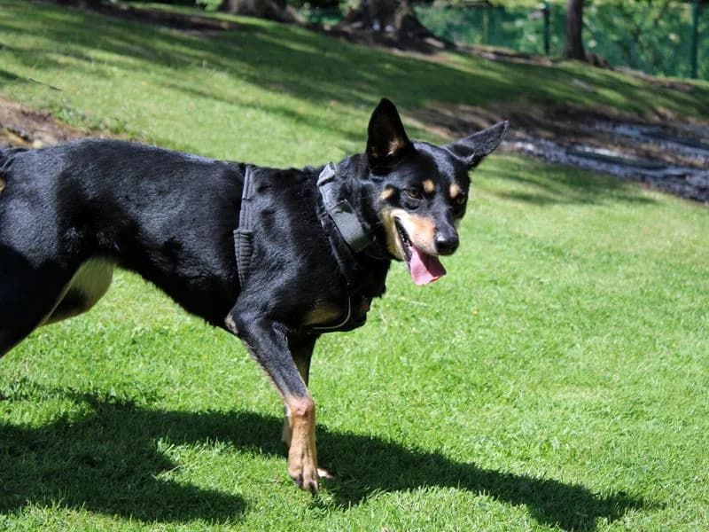 Luna, female 4yo mixed breed for adoption at Dogs Trust Merseyside, Liverpool