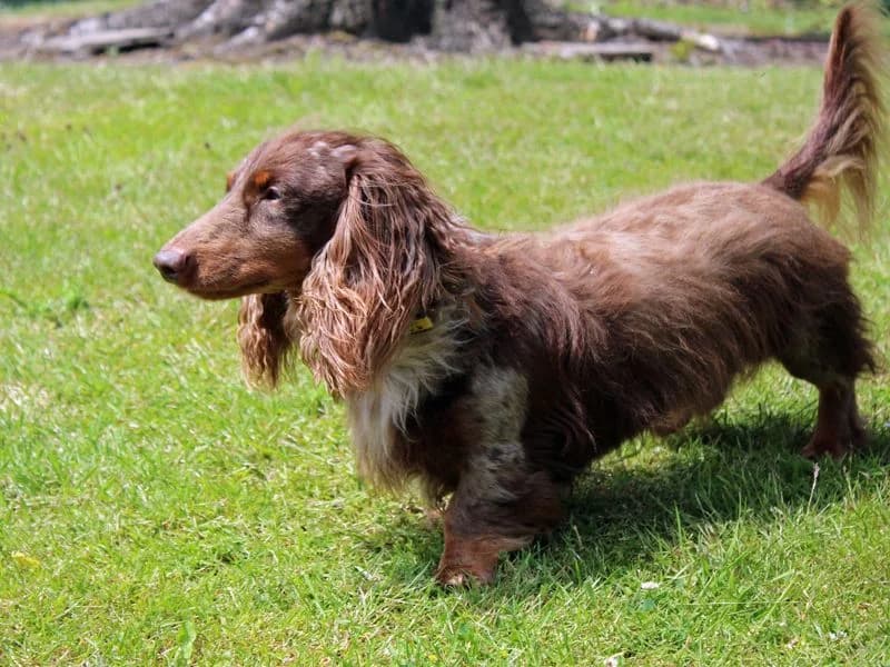 Freddie, male 4yo mixed breed for adoption at Dogs Trust Merseyside, Liverpool