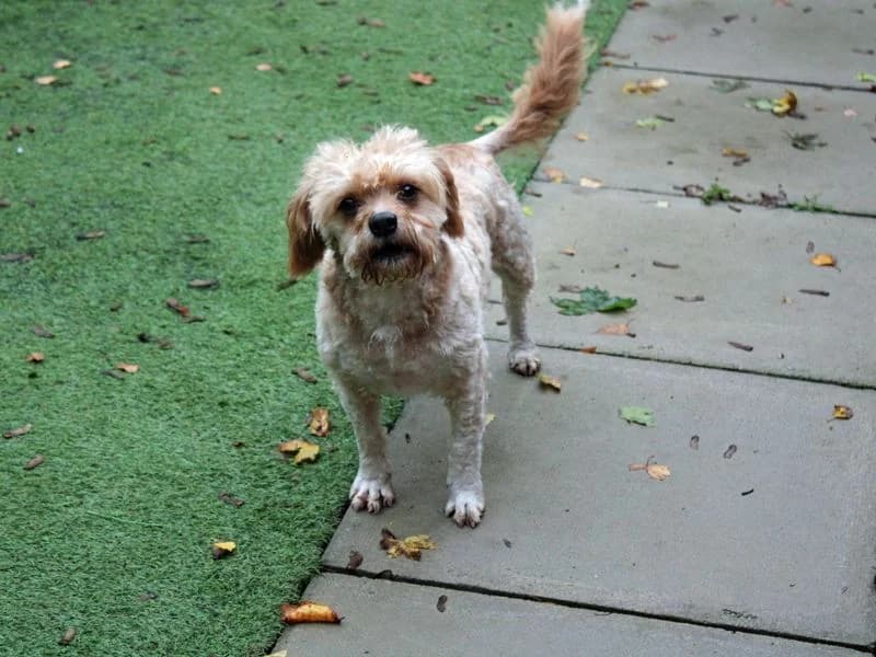 Bon Bon, male 4yo Cavalier King Charles Spaniel for adoption at Dogs Trust Merseyside, Liverpool