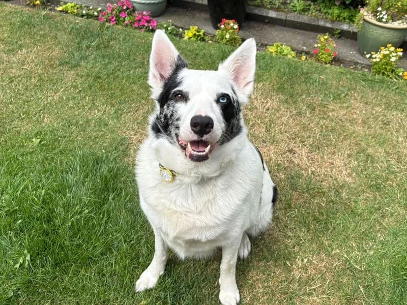 Storm, female 5yo Border Collie for adoption at Dogs Trust Merseyside, Liverpool