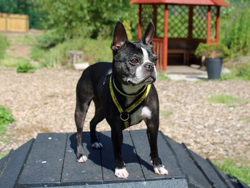 Dora, female senior Boston Terrier for adoption at Dogs Trust Merseyside, Liverpool
