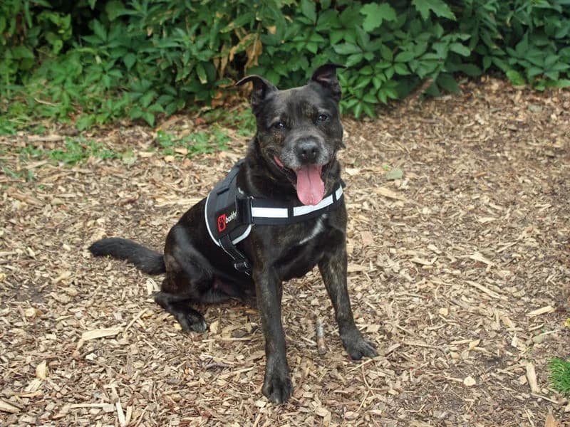 Sonny, male senior Staffordshire Bull Terrier for adoption at Dogs Trust Merseyside, Liverpool