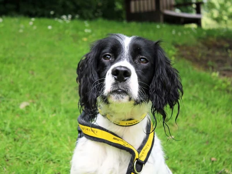 Leo, male young mixed breed for adoption at Dogs Trust Merseyside, Liverpool