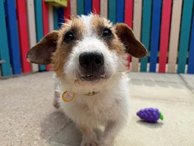 Mica, female 7yo Jack Russell Terrier for adoption at Dogs Trust Merseyside, Liverpool