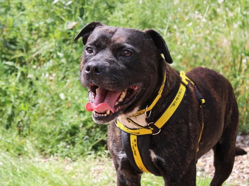 Tyson, male senior Staffordshire Bull Terrier for adoption at Dogs Trust Merseyside, Liverpool