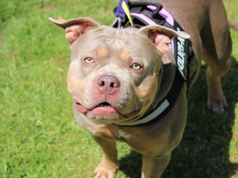 Lou, female 3yo mixed breed for adoption at Dogs Trust Merseyside, Liverpool