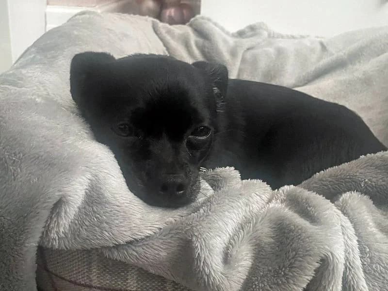 Rollo, male young Chihuahua for adoption at Dogs Trust Merseyside, Liverpool