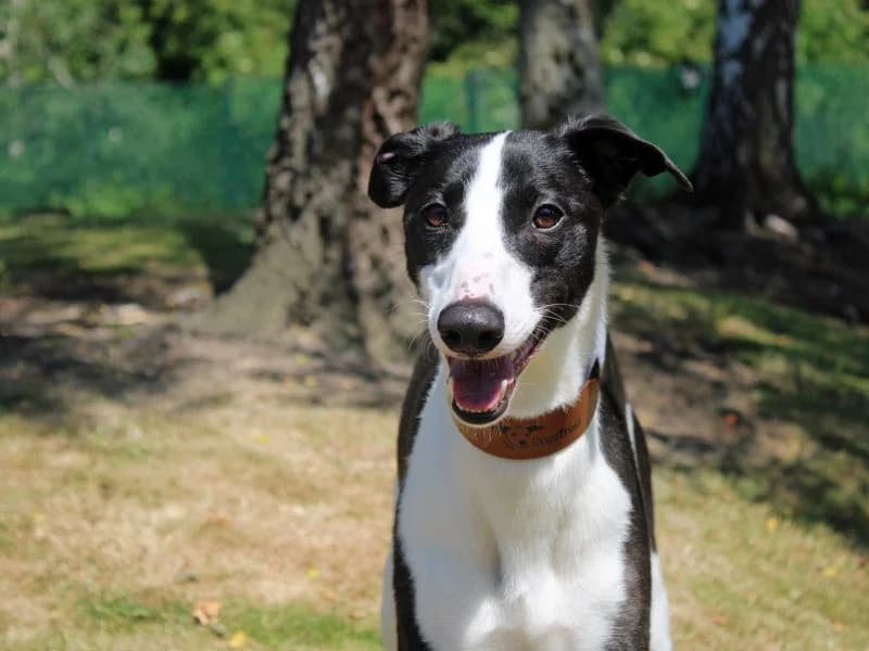 Milo, male young Lurcher for adoption at Dogs Trust Merseyside, Liverpool