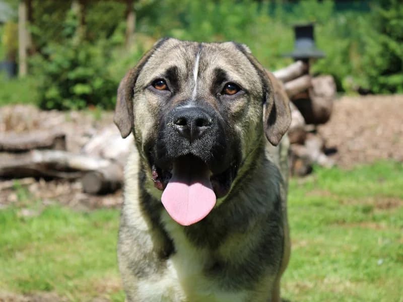 Taylor, female puppy Mixed Breed for adoption at Dogs Trust Merseyside, Liverpool